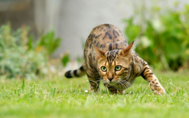 Бенгальский кот