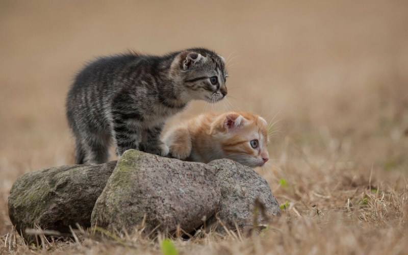 Кошки охотники