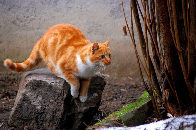 Кошка готовится к прыжку