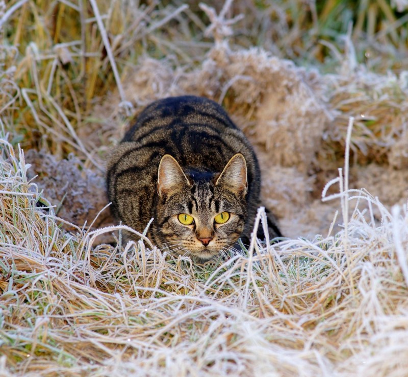 Кот охотник