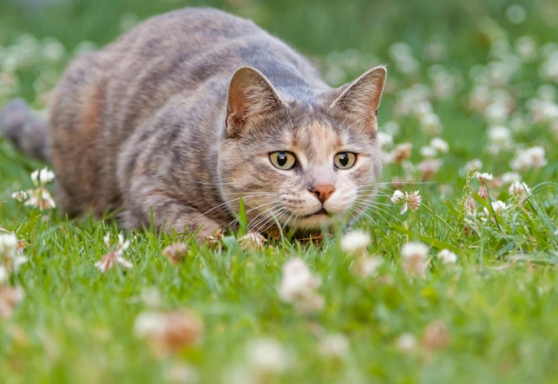 Крадущаяся кошка
