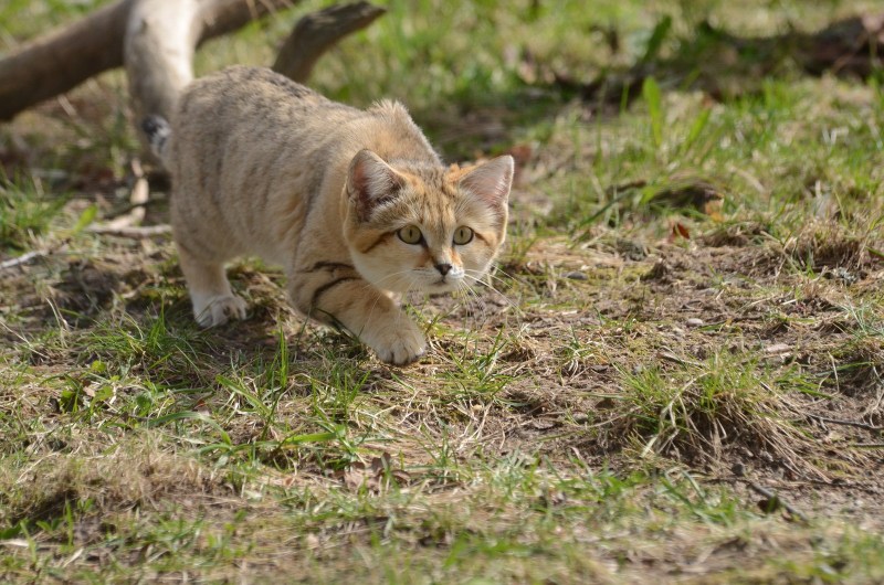 Барханная кошка