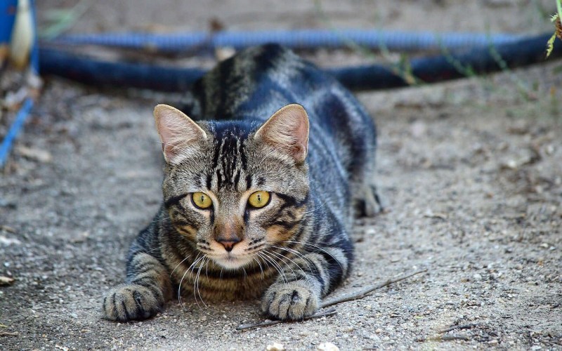 Кошка крадется