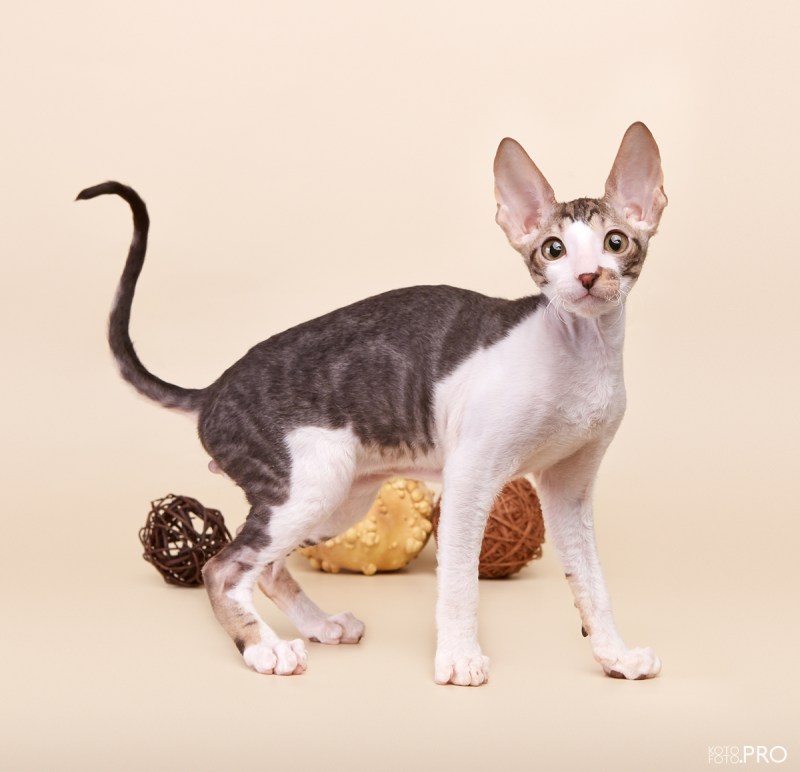 Котики Корниш рекс