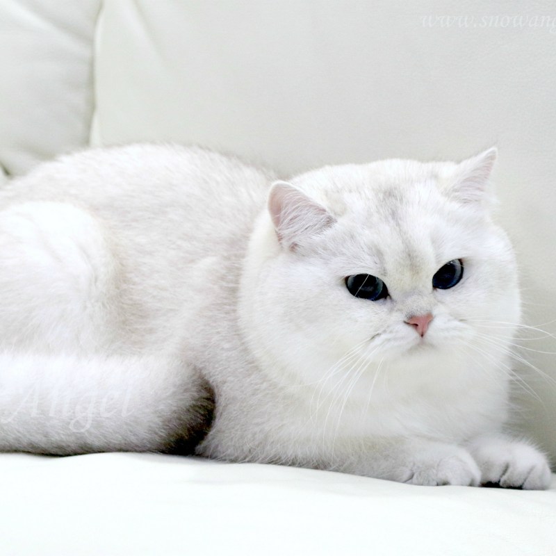 Шиншилла Британская голубая