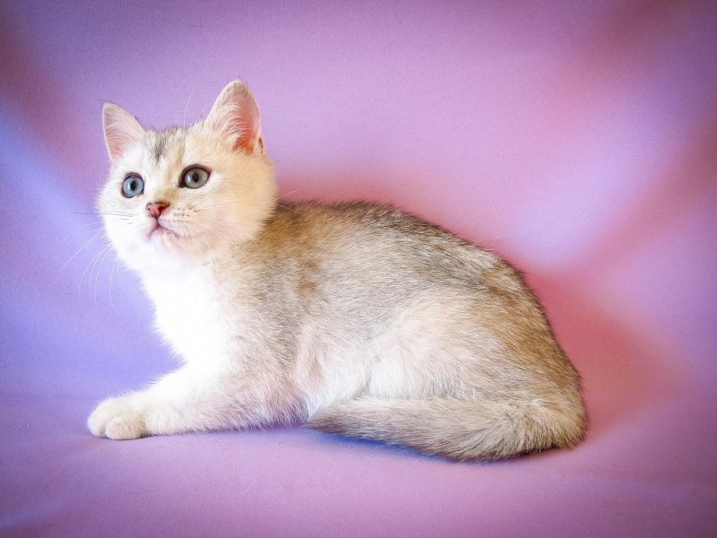Британская короткошёрстная шиншилла белая