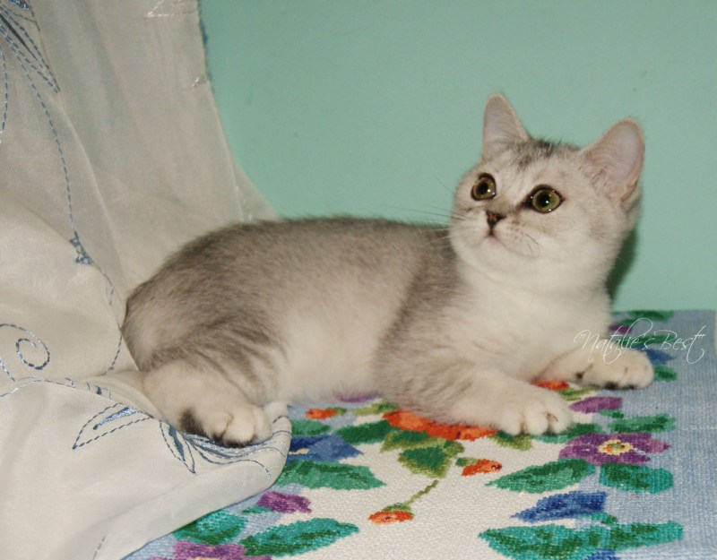 Британская шиншилла кошка
