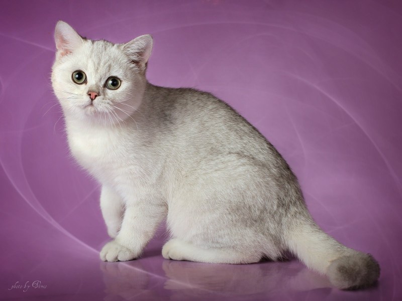 Шотландская серебристая шиншилла