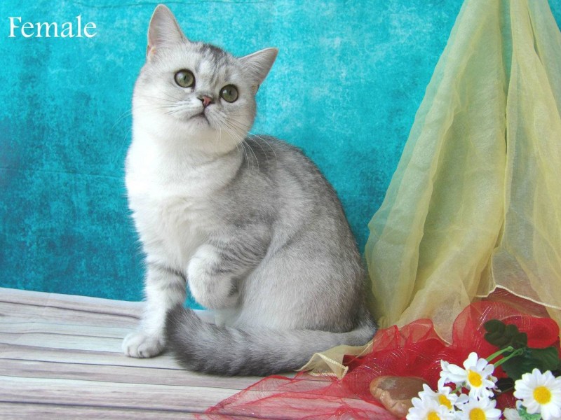 Шотландская короткошерстная шиншилла