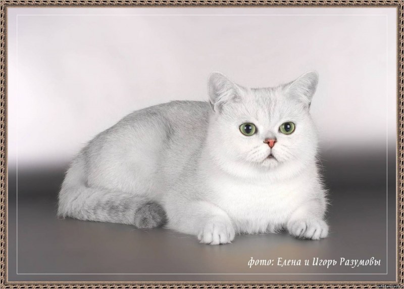 Британская короткошёрстная шиншилла белая