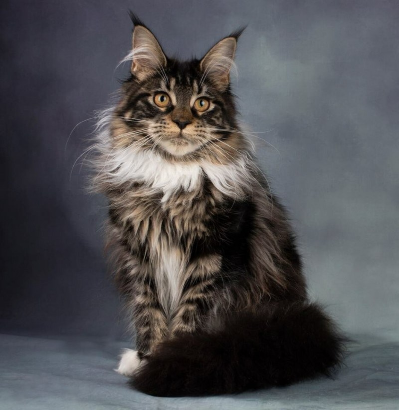 Котята породы Мейн кун