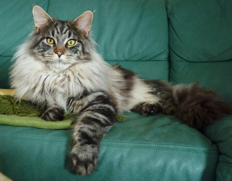 Кошки Мейн куны