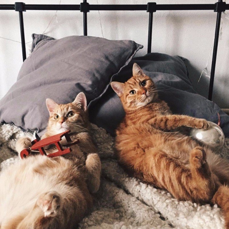 Кошка нежится в кровати