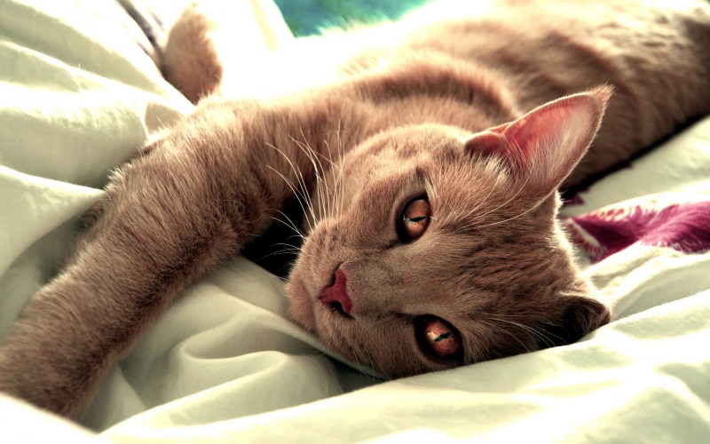 Нежный котик