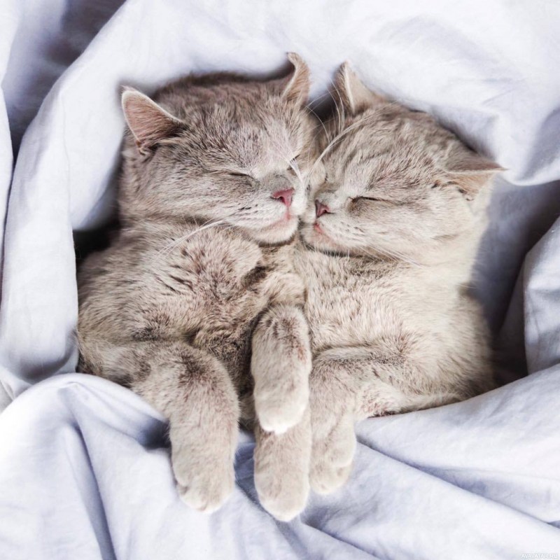 2 Котика нежатся