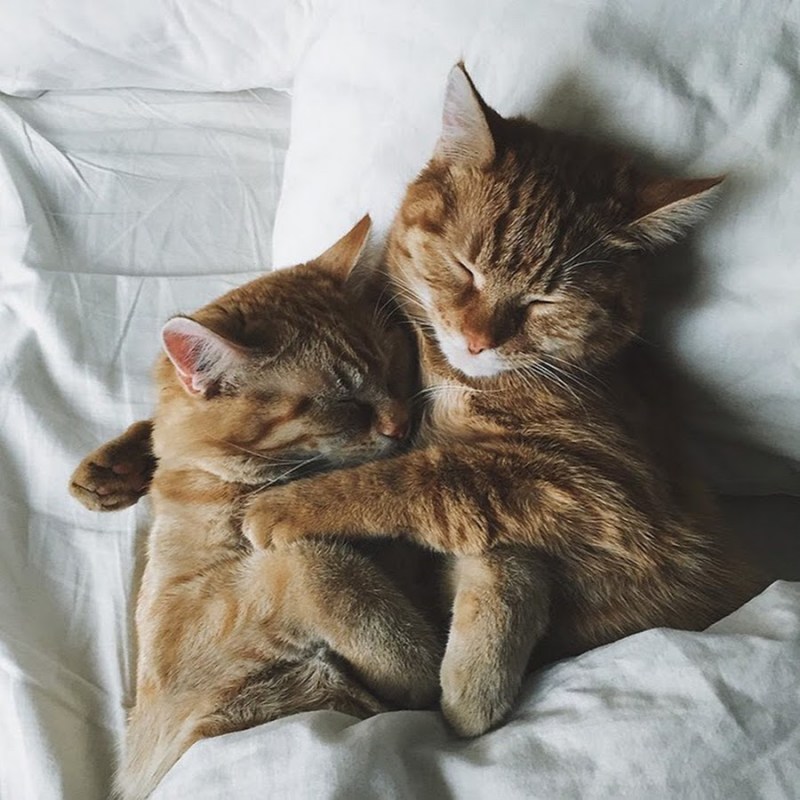 Милые котики