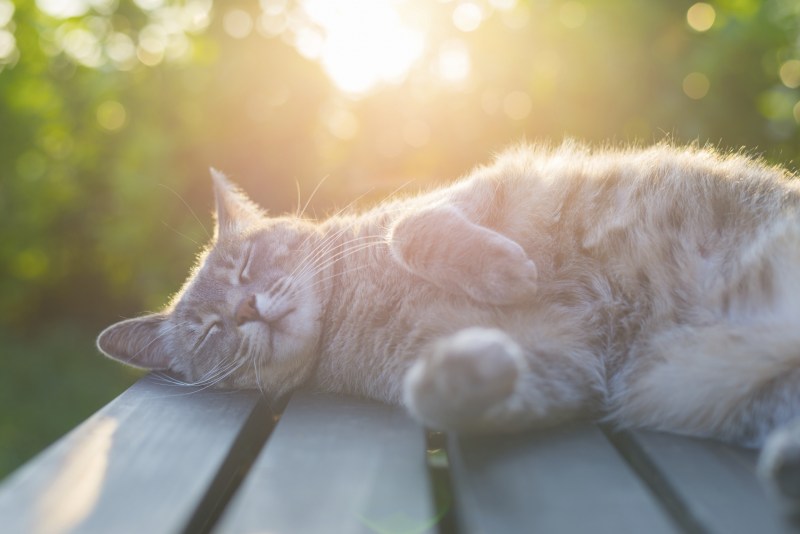 Котята нежатся