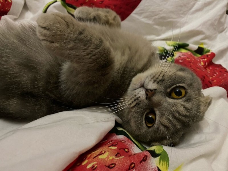 Котики обнимаются