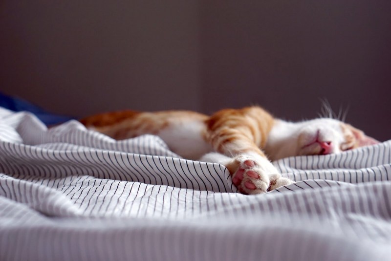 Влюбленные котики