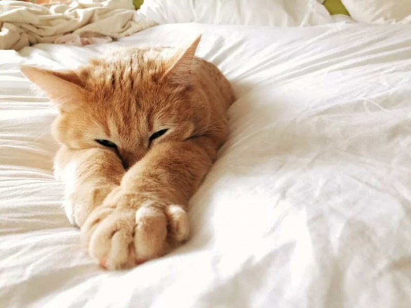 Милый котик на кровати