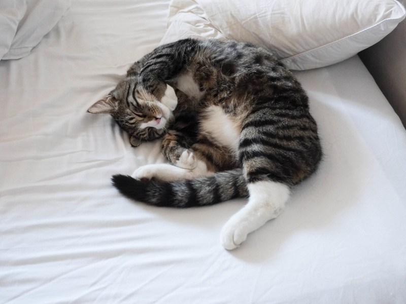 Котики обнимаются