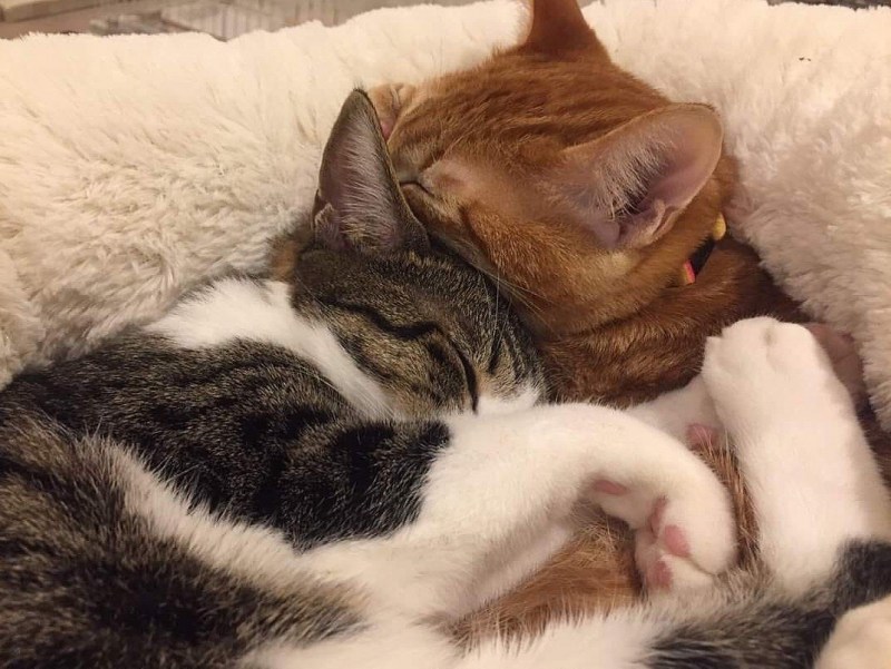 Котёнок и солнышко