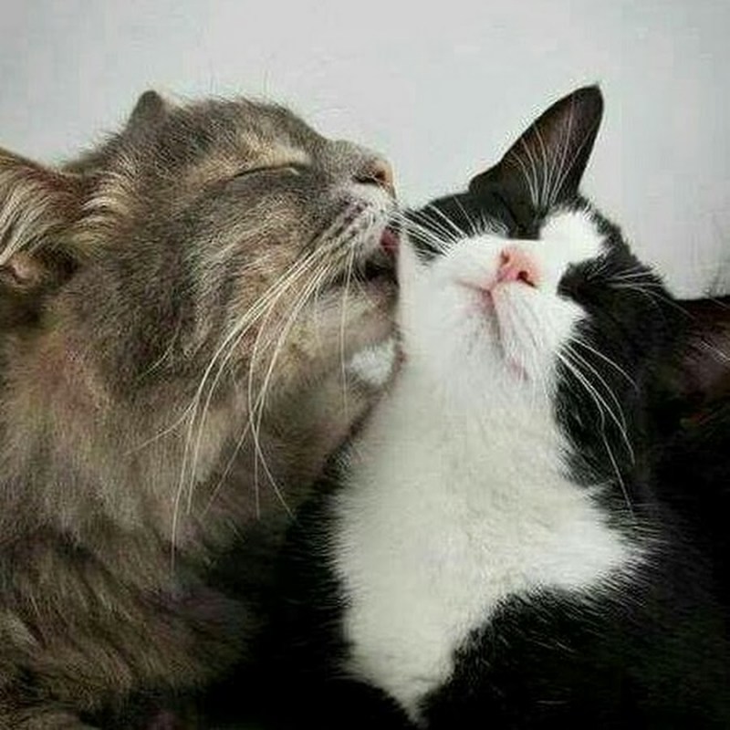 Кошачья любовь