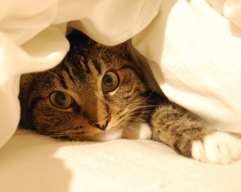 Кошки любовь