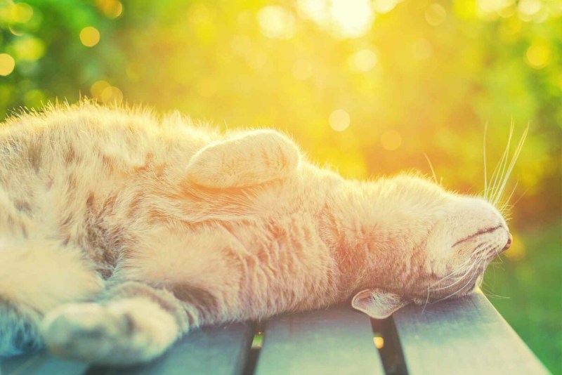 Кошки обнимашки