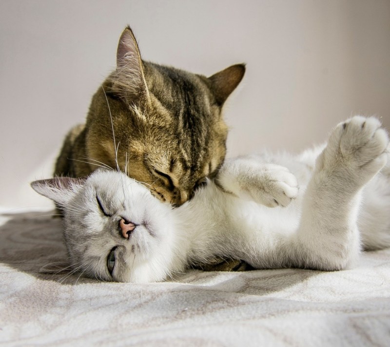 Кошки любовь
