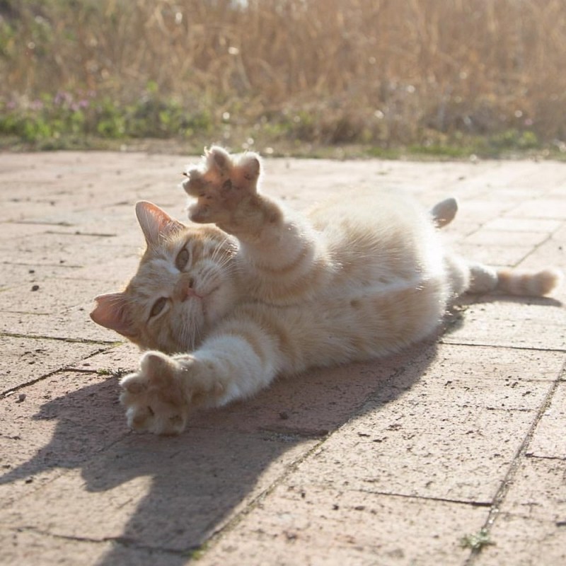 Кошечки обнимаются