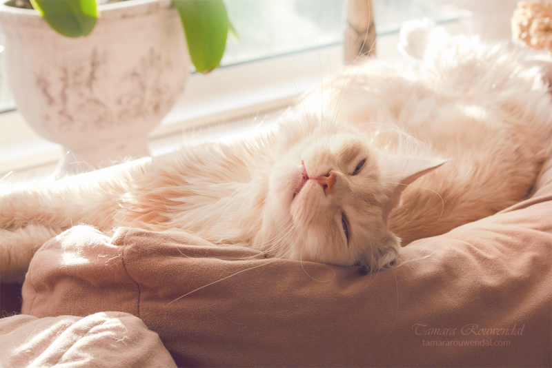 Влюбленные кошки