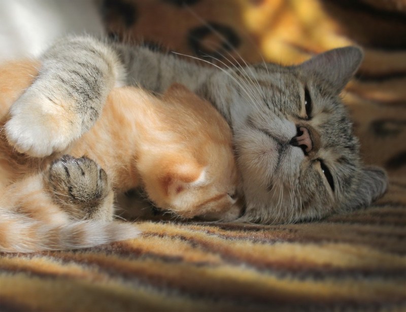 Котята нежатся