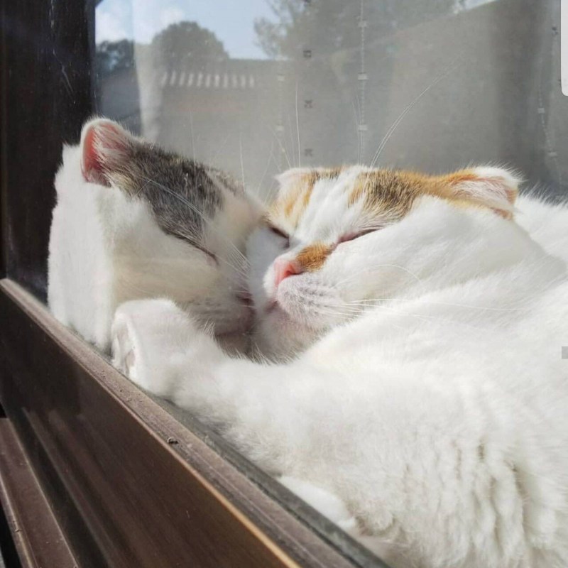 Котик в кроватке