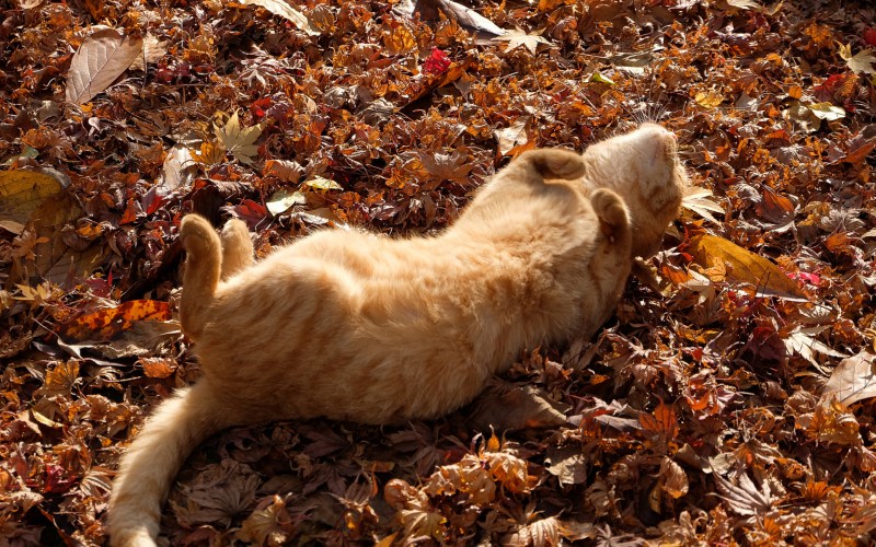 Кошки вместе