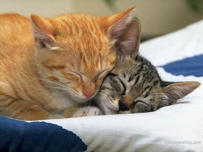 Романтичные коты