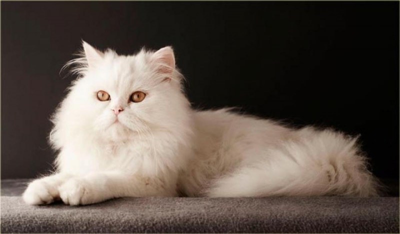 Персидская кошка альбинос
