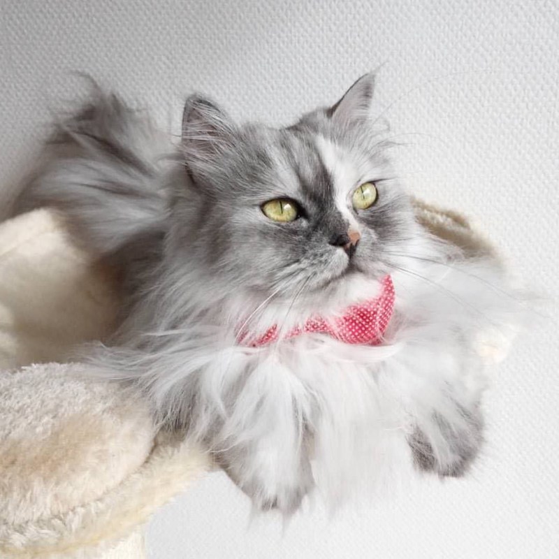 Кошки с пушистой шерстью