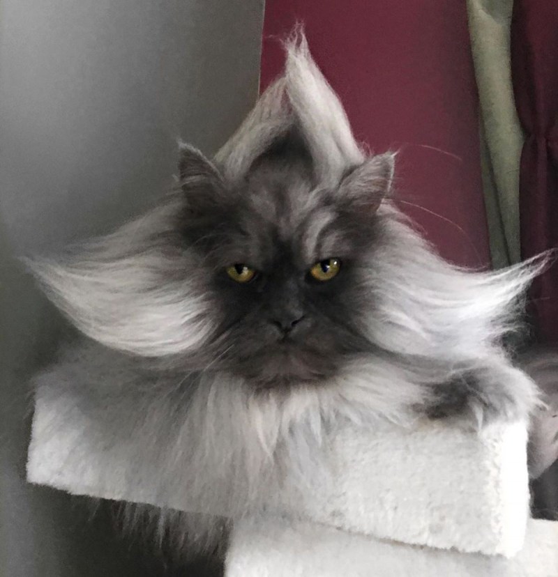 Хмурый кот Джуно