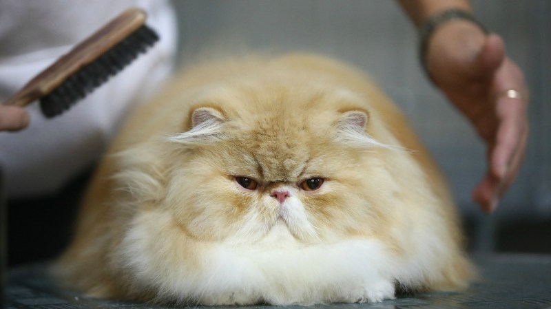 Жирный персидский кот