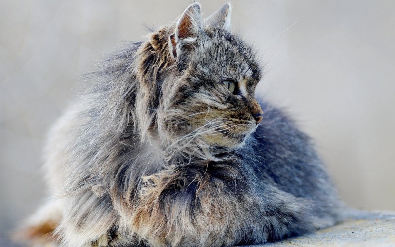 Серая лохматая кошка
