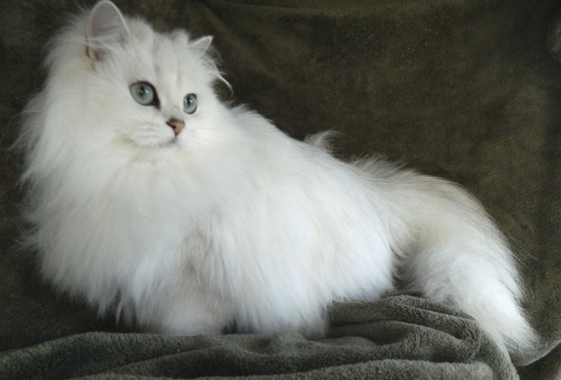 Бурмилла кошка длинношерстная
