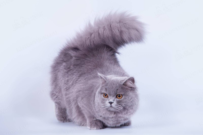 Британский длинношерстный кот