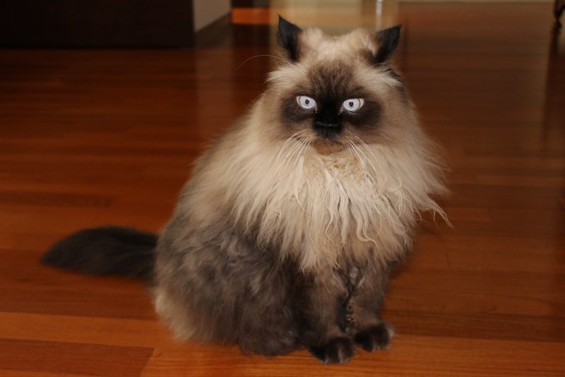 Гималайская Персидская кошка