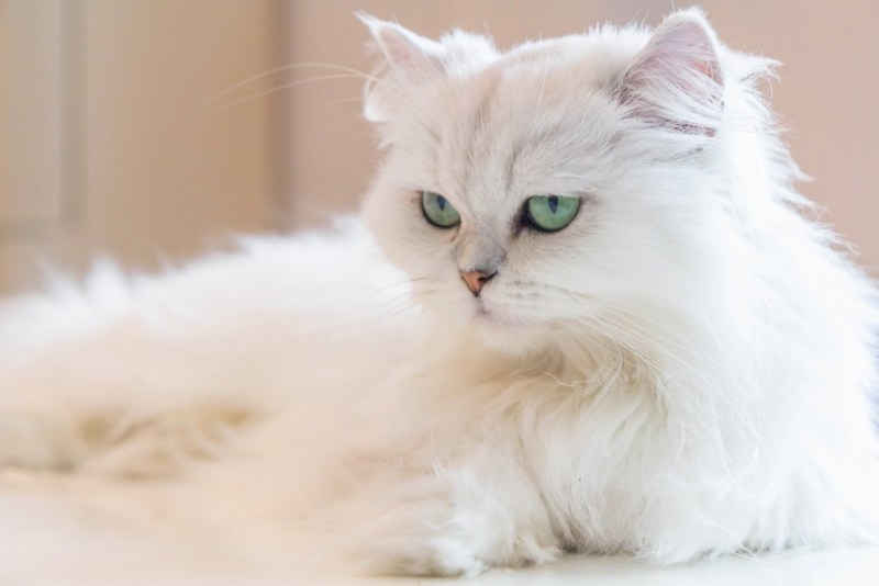 Породистые котята пушистые
