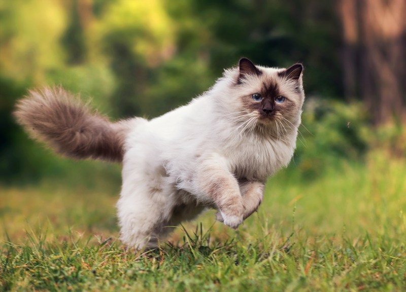 Мохнатая кошка