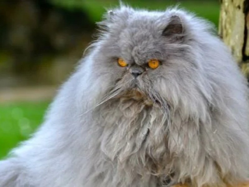 Урсула Эдельвейс Персидская кошка