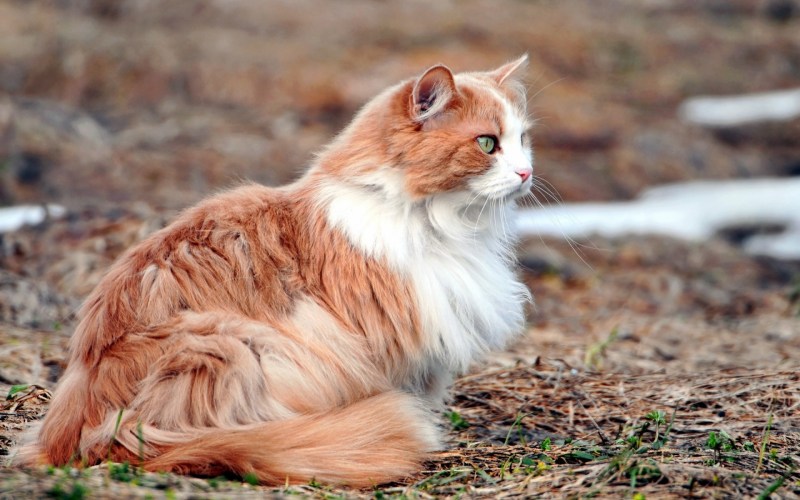 Норвежская Лесная кошка рыжего окраса