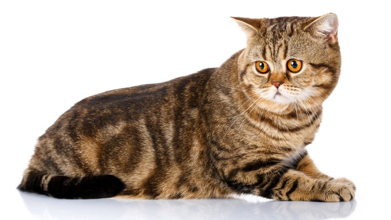 Шотландский скоттиш страйт
