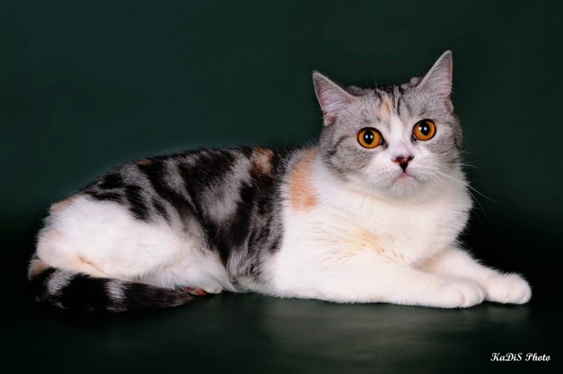 Скоттиш страйт